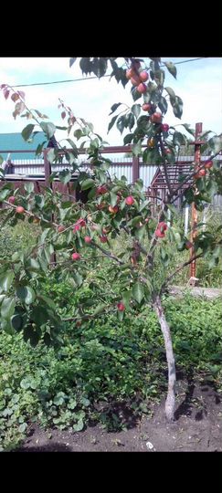 Коттедж 550 м² на участке 10 сот.