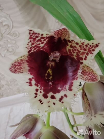 Орхидея морковка clowesetum Penang Waltz