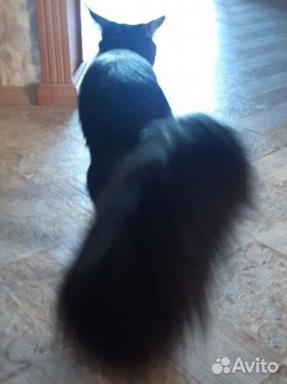 Кот мейн-кун вязка