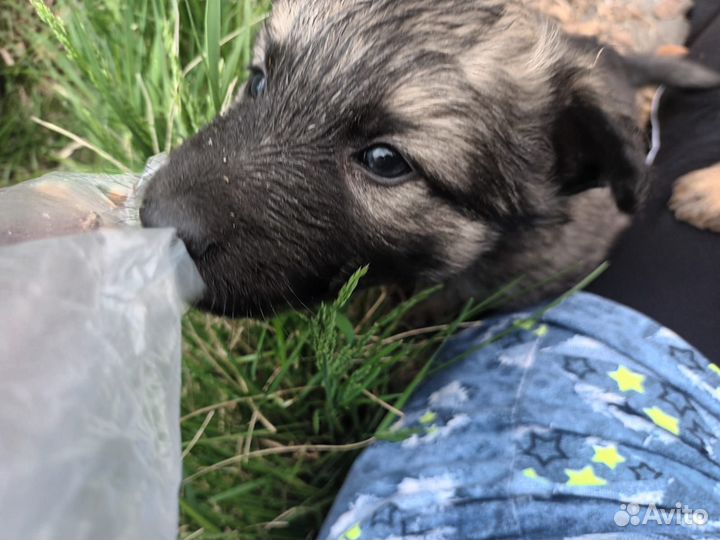 Щенки бесплатно