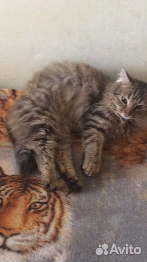 Очень ласковый котик