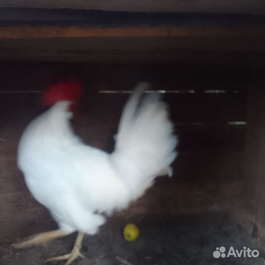 Петушок породы леггорн