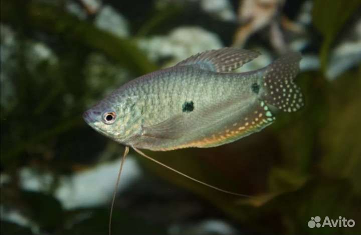 Гурами мраморный