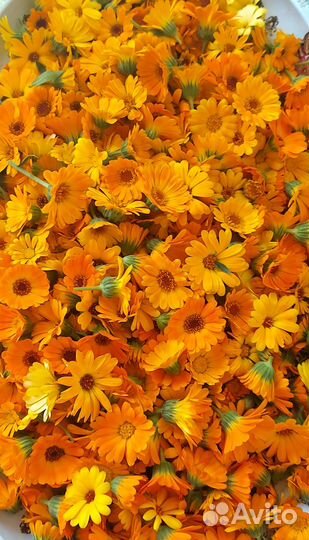 Календула сушеная. Соцветия календулы. Сбор 2023