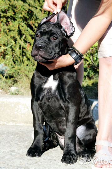 Щенки Кане Корсо