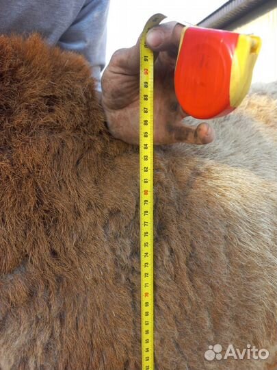 Овцы бараны