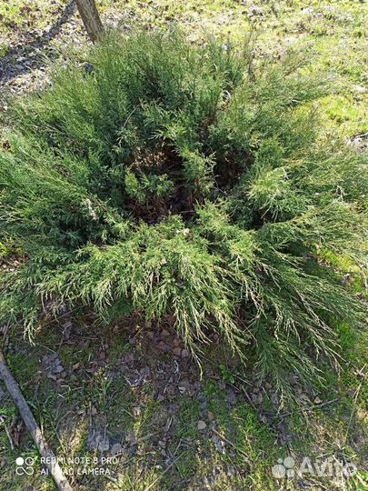 Можжевельник казацкий