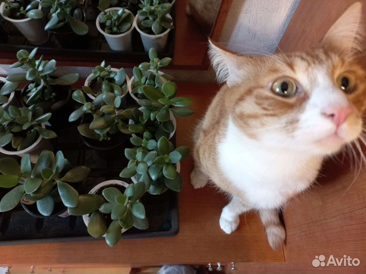 Толстянка крассула