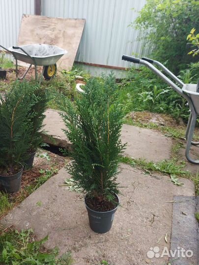 Кипарисовик Лавсона Колумнарис 40-50см