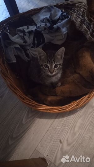 Котик милый, любознательный