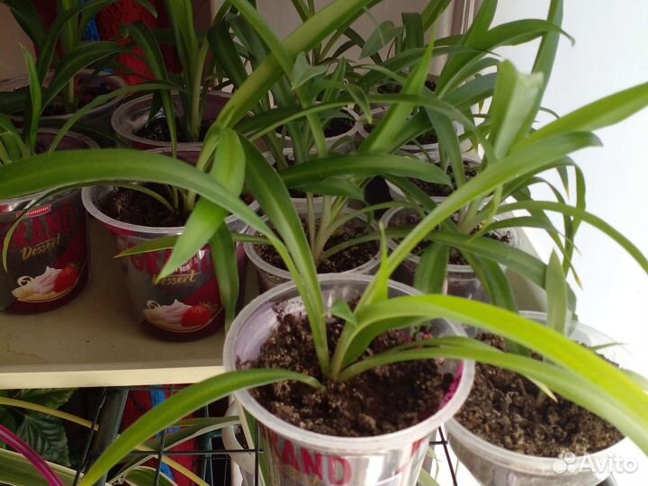 Хлорофитум