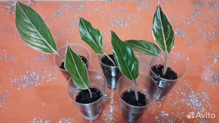 Аглаонема Тайволи