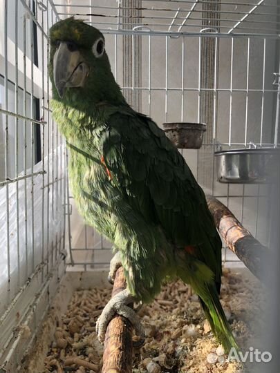 Попугай амазон Мюллера
