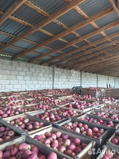 Яблоки оптом