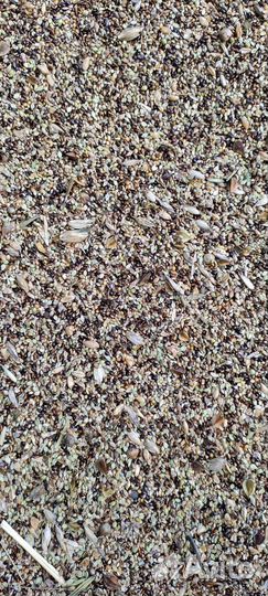 Пшеница. Овёс