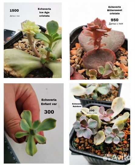 Суккуленты Эхеверии детки