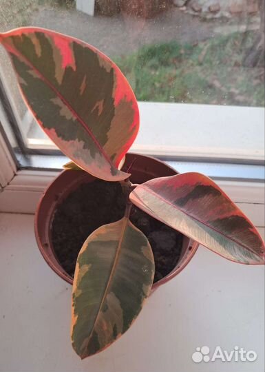 Фикус эластика белиз