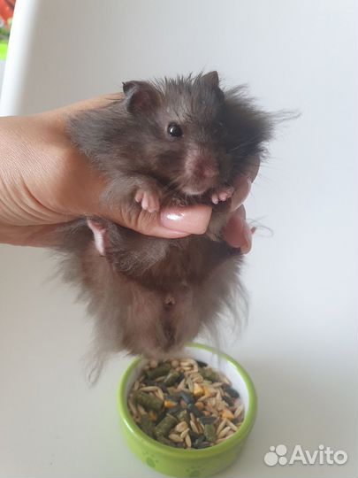 Сирийские хомячки (ангорские) длинношёрстные