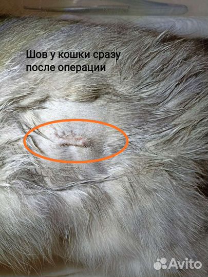 Стерилизация кошек и собак на дому, чистка зубов