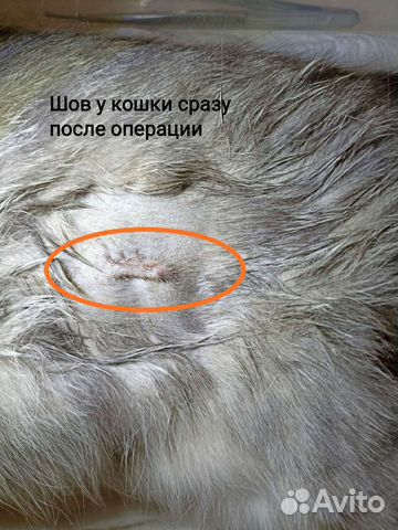 Стерилизация кошек и собак на дому, чистка зубов