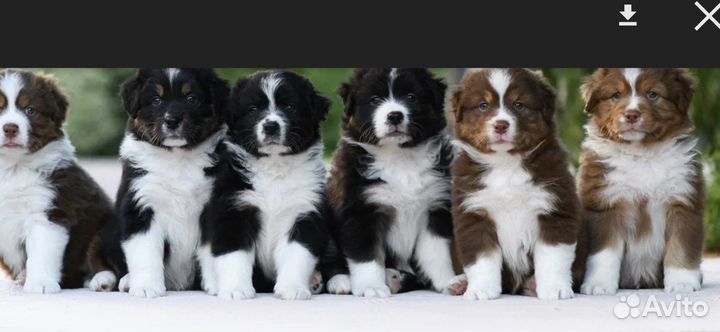 Щенки австралийская овчарка аусси