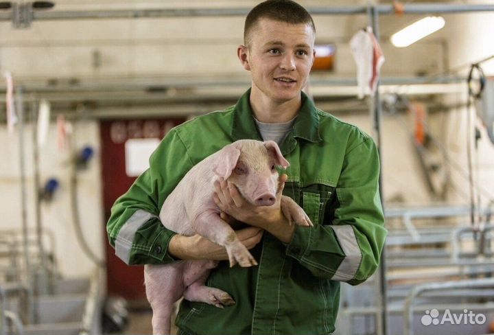 Оператор на ферму