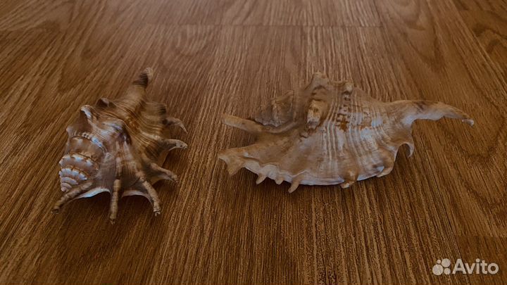 Морские ракушки раковины