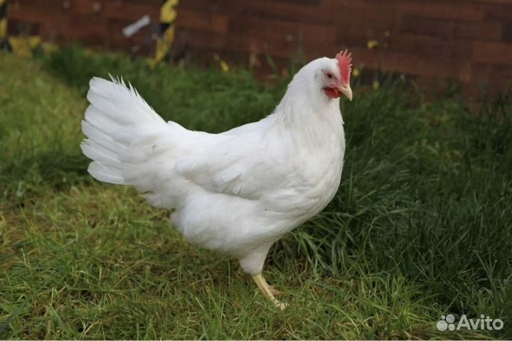 Инкубационное яйцо кур породы Леггорн