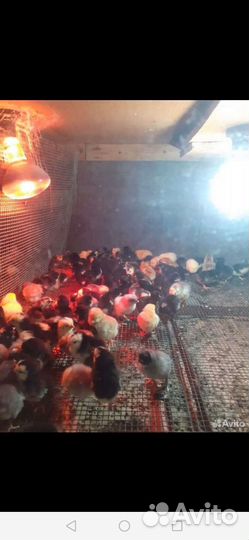 Цыплята подрощиные 2.5 месяца