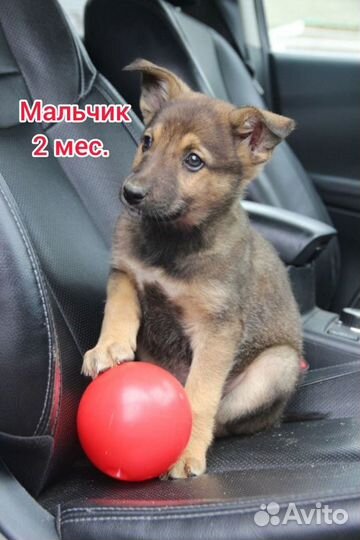 Щеночек Гром в хорошие руки бесплатно