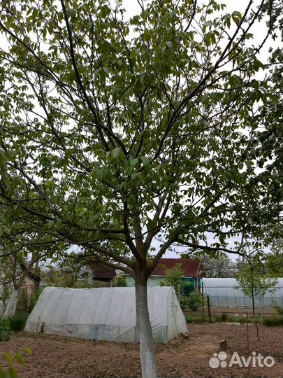 Саженцы грецкого ореха