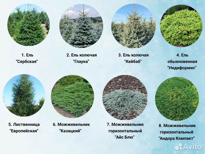 Хвойные саженцы туя, можжeвельник, кипapиcовник