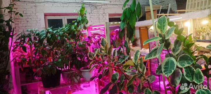 Комнатные растения цветы, собственная оранжерея