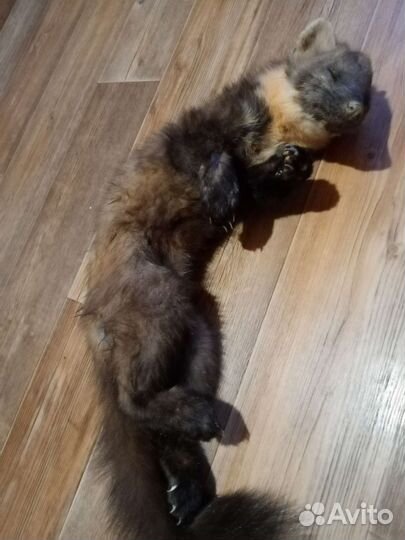 Куница на чучело