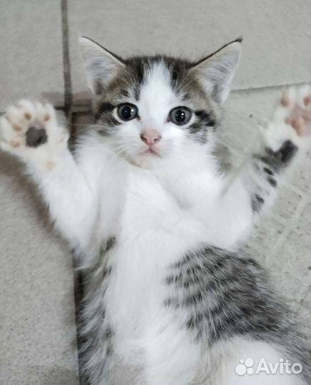 Котята в добрые руки бесплатно