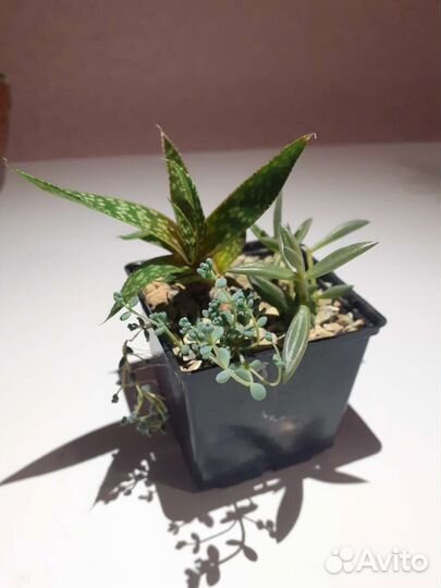 Кактусы и суккуленты