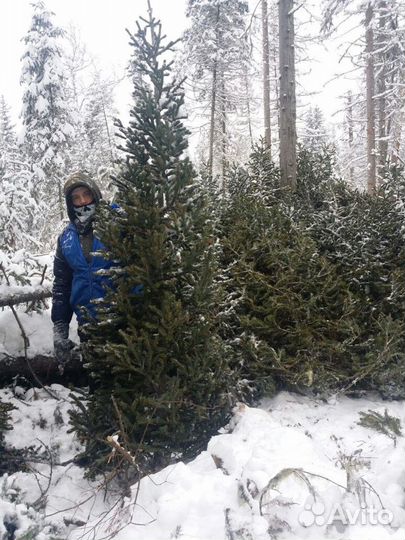 Живая елка, пихта, сосна оптом заготовитель