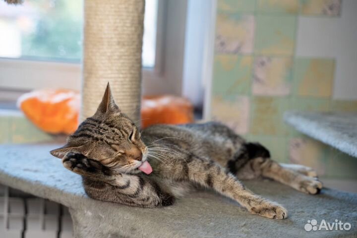 Мегаласковый кот