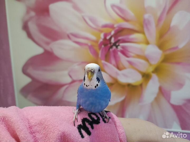 Волнистый попугай с клеткой