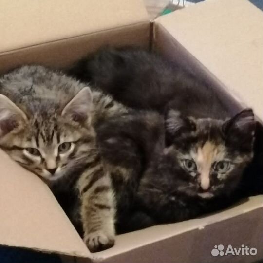 Котята в добрые руки