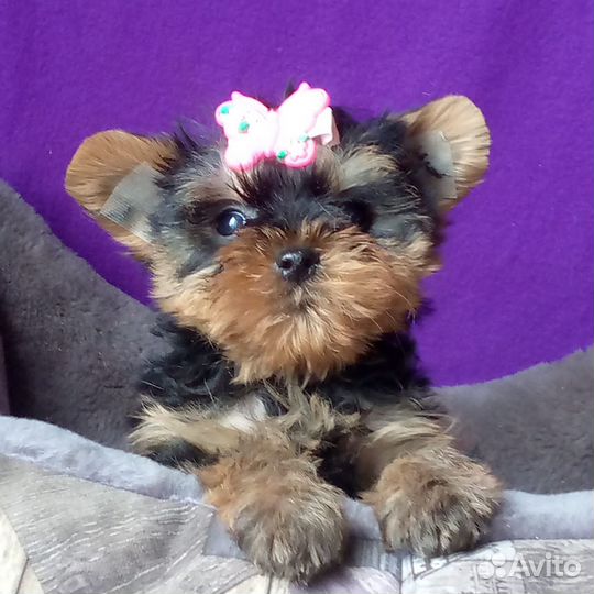 Миниатюрная девочка йорка