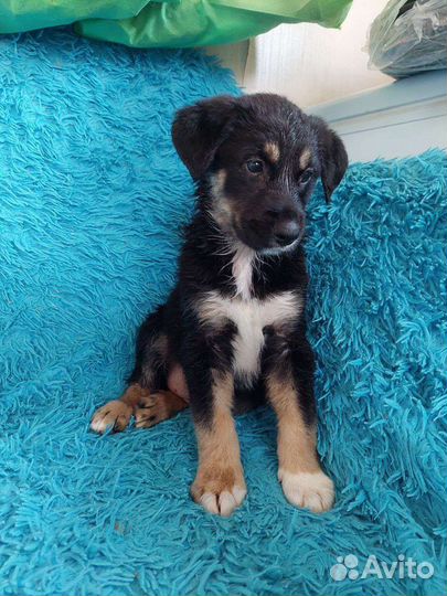 Очаровательная Лапуля в добрые руки