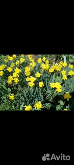 Нарцисс Золотая корона