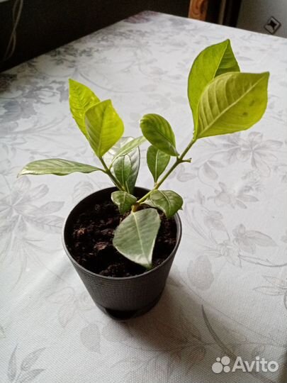 Гардения жасминовидная