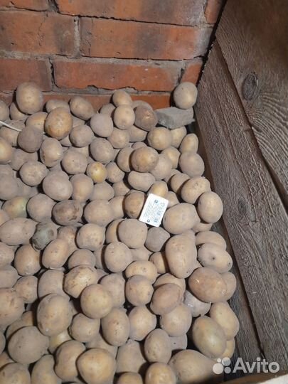 Семенной картофель гала