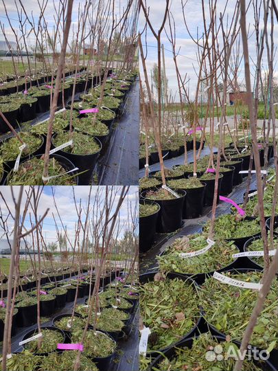 Черешня и вишня