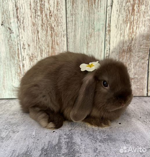 Карликовые кролики, ручные малыши