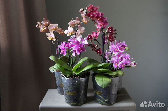 Орхидея арома парфюм ароматная