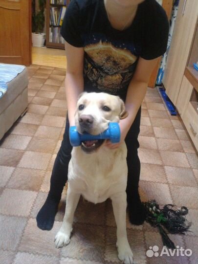 Вязка лабрадор ретривер