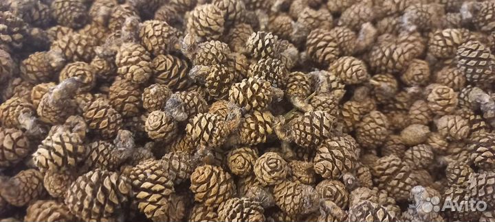Шишка сосновая сушеная